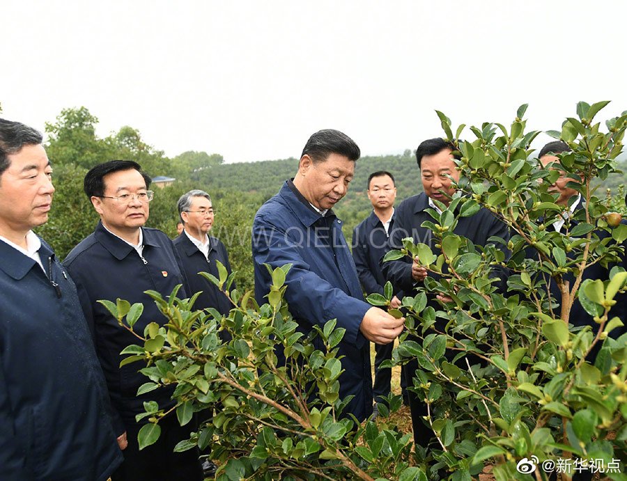 光山油茶籽榨油設(shè)備，山茶籽油榨油機(jī)廠(chǎng)家(圖1)